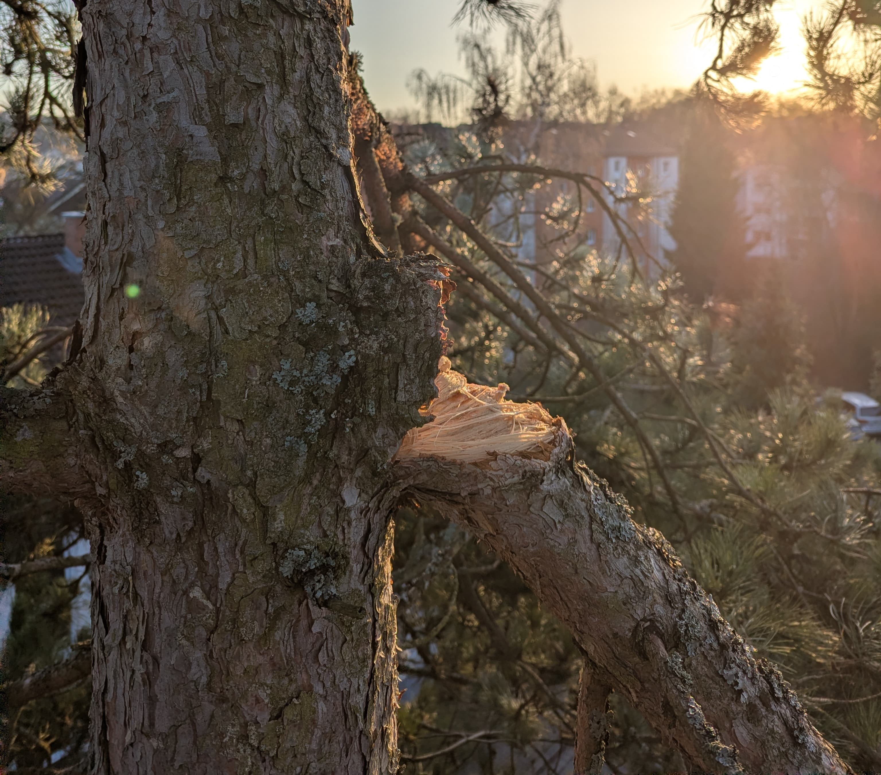 Beseitigung von Sturmschäden
